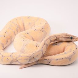 Top Plumbing Snakes That Won’t Leave You Drained Image for Top Plumbing Snakes That Won’t Leave You Drained post