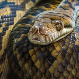Best Small Plumbing Snakes to Keep Your Pipes Happy Image for Best Small Plumbing Snakes to Keep Your Pipes Happy post